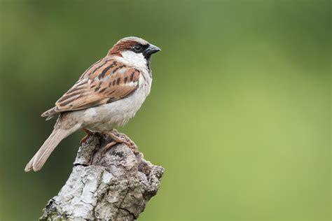 sparrows.jpeg